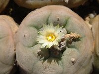 Lophophora diffusa v. lutea Dscf0808.jpg